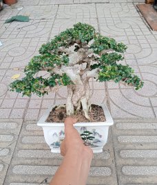 Fruit Antidesma acidum tree ❤️