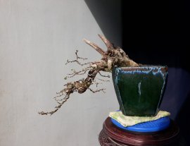 Em Hồng Quân khoe xương...