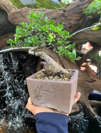 Hải châu lá nhỏ sông cầu , đường co siêu quái 