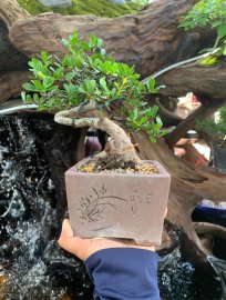 Hải châu lá nhỏ sông cầu , đường co siêu quái 