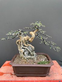 Linh sam bám đá