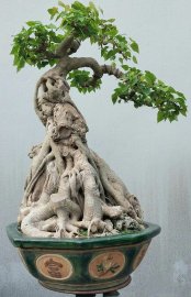 Bodhi Tree