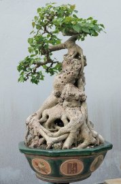 Bodhi Tree
