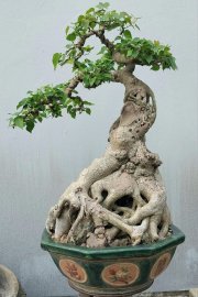 Bodhi Tree