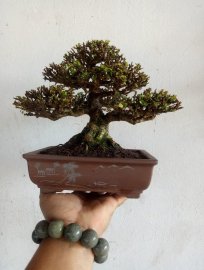 Mai chiếu thủy