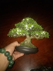 Mai chiếu thủy