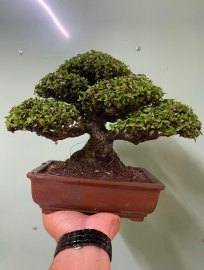 Mai chiếu thủy