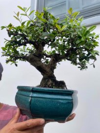 Scopolia nana tree