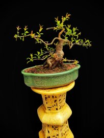 Pomegranate tree