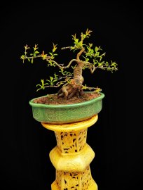 Pomegranate tree