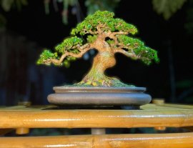 Premna bonsai artwork