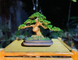 Premna bonsai artwork