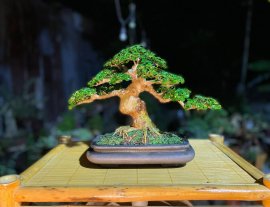 Premna bonsai artwork