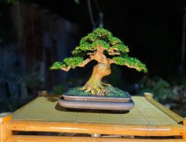 Premna bonsai artwork