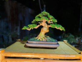 Sam hương bonsai nghệ thuật