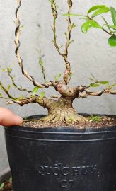 Blue bell mini pre-bonsai tree