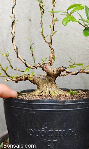 Blue bell mini pre-bonsai tree