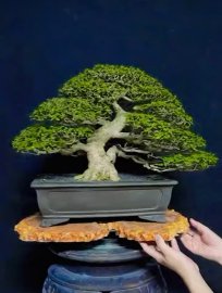Sam hương bonsai