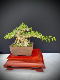Sanh nam điền