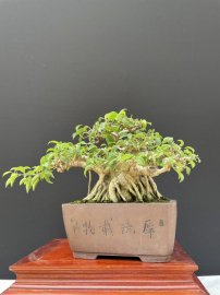 Sanh nam điền