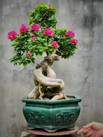 Hoa giấy già rực rỡ hoa hợp nhãn có em!