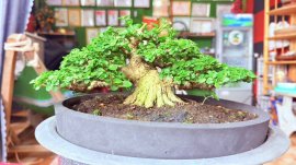 Premna indo tree
