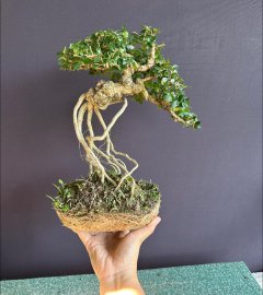 Sam trái siêu già tàn mịn đã thuần chậu