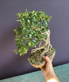 Sam trái siêu già tàn mịn đã thuần chậu