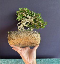 Sam trái siêu già tàn mịn đã thuần chậu
