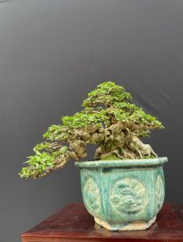 Mai chiếu thuỷ lá trung