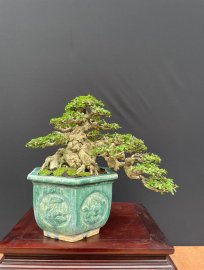 Mai chiếu thuỷ lá trung
