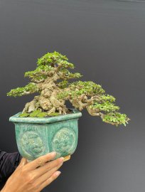Mai chiếu thuỷ lá trung