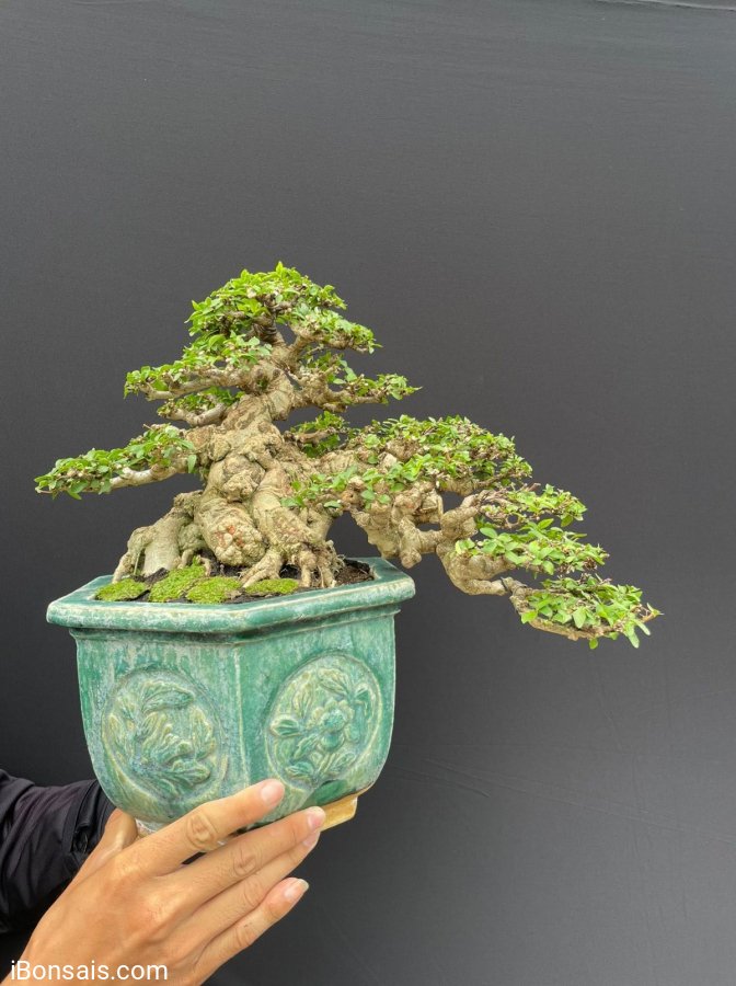 Mai chiếu thuỷ lá trung