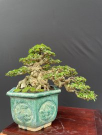 Mai chiếu thuỷ lá trung