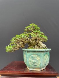 Mai chiếu thuỷ lá trung