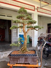 Tp: Phụ Tử .. cây linh sam sông hinh