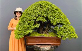 Scopolia nana bonsai tree, European style