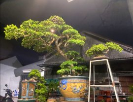 Scopolia nana tree