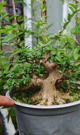 Water Jasmine pre-bonsai tree