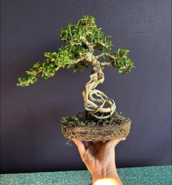 Antidesma acidum tree with exposed roots