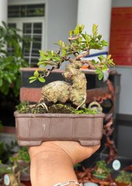 Củ hải châu sông cầu mini cây có gl