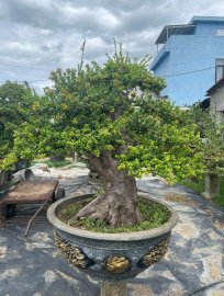 Hải châu mất zin gl