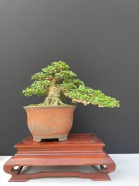 12 tách phẩm mai chiếu thuỷ duy nhất