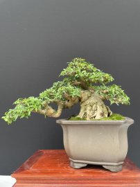 12 tách phẩm mai chiếu thuỷ duy nhất
