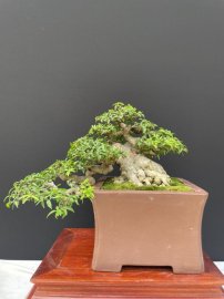 12 tách phẩm mai chiếu thuỷ duy nhất