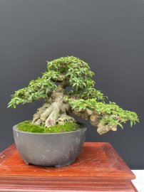 12 tách phẩm mai chiếu thuỷ duy nhất