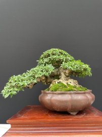 12 tách phẩm mai chiếu thuỷ duy nhất