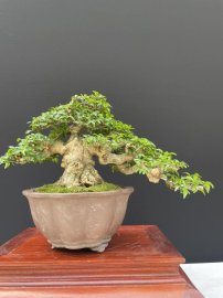 12 tách phẩm mai chiếu thuỷ duy nhất