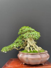 12 tách phẩm mai chiếu thuỷ duy nhất