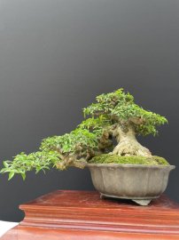 12 tách phẩm mai chiếu thuỷ duy nhất
